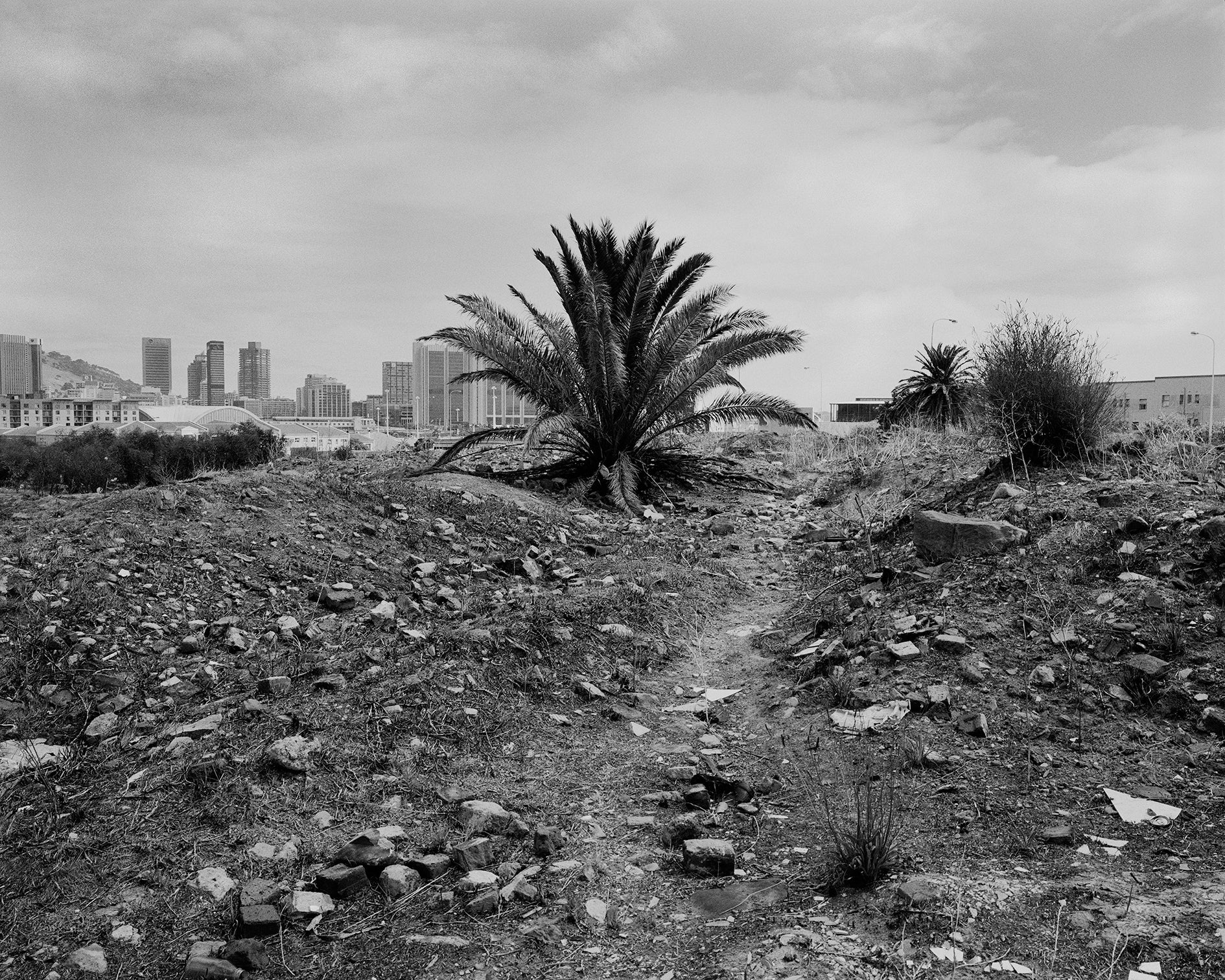 District Six (Palm Tree)