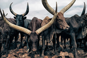 Ankole Cows